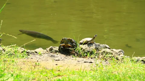 Tortoise  looking around Stock Footage 39737704