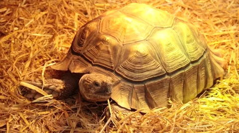 Tortoise  looking around Stock Footage 46954269