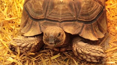 Tortoise  looking around Stock Footage 46997894