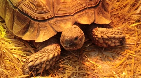 Tortoise  looking around Stock Footage 47000108