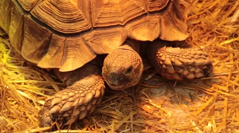 Tortoise  looking around Stock Footage 47000530