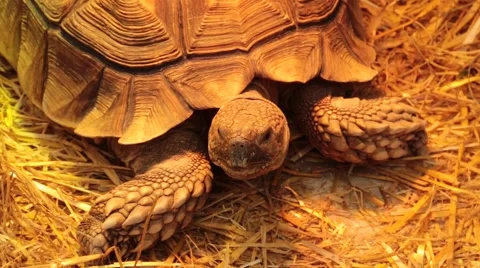 Tortoise  looking around Stock Footage 47001116