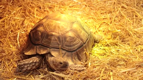 Tortoise  looking around Stock Footage 47002560