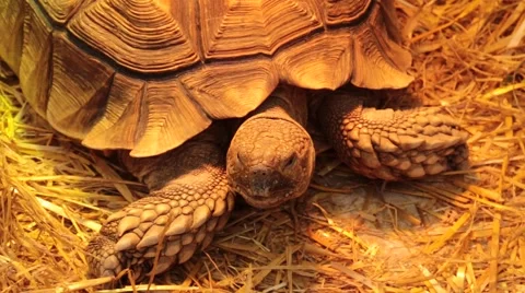 Tortoise  looking around Stock Footage 47004440