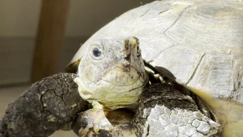 Tortoise looking directly at camera close up Vidéo 333661474