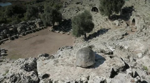 A tortoise looking down from near the top of antique amphitheatre in Kaunos Video stock 58862908