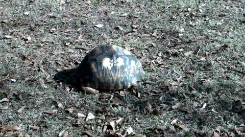Tortoise looking for food Stock Footage 38851737