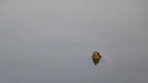 Tortoise looking out of water 스톡 동영상 121965657