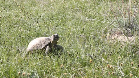 Tortoise looks around Video stock 37313114