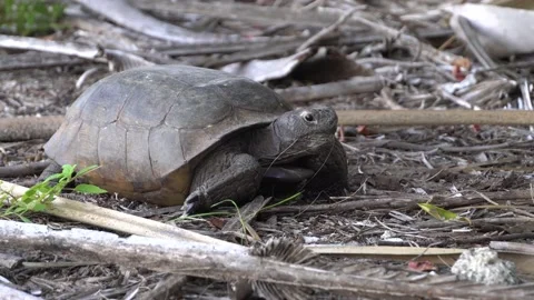 Tortoise looks at camera and slowly breathes Stock Footage 171949119