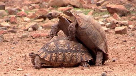 Tortoise Mating Stock Footage 69768007