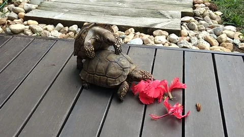 Tortoise mating to hilarious sounds Stock Footage 152584812