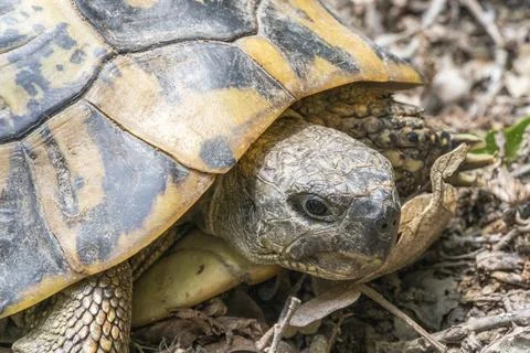 Tortoise on the meadow Stock Photos