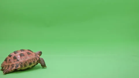 Tortoise Medium Shot on Green Screen Chroma Key A Continuous Sequence Pt3 of 4 Stock Footage 241767934