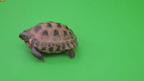 Tortoise Medium Shot on Green Screen Chroma Key C Continuous Sequence Pt2 of 2 Stock Footage 241771981