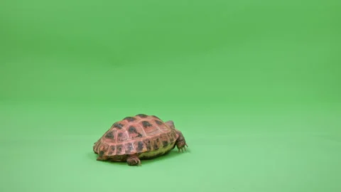 Tortoise Medium Shot on Green Screen Chroma Key D Continuous Sequence Pt6 of 9 Video stock 241783371