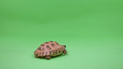 Tortoise Medium Shot on Green Screen Chroma Key D Continuous Sequence Pt8 of 9 Stock Footage 241787735