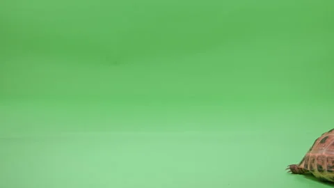Tortoise Medium Shot on Green Screen Chroma Key D Continuous Sequence Pt9 of 9 Stock Footage 241790430