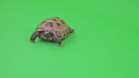 Tortoise Medium Shot on Green Screen Chroma Key E Continuous Sequence Pt2 of 9 Stock Footage 241795651