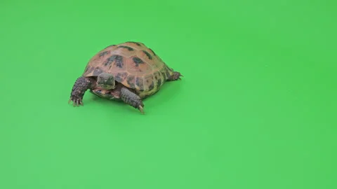 Tortoise Medium Shot on Green Screen Chroma Key E Continuous Sequence Pt7 of 9 Stock Footage 241808921