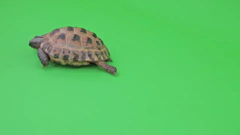 Tortoise Medium Shot on Green Screen Chroma Key F Continuous Sequence Pt1 of 3 Stock Footage 241816608
