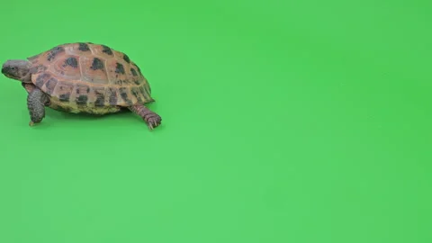 Tortoise Medium Shot on Green Screen Chroma Key F Continuous Sequence Pt2 of 3 Stock Footage 241818307