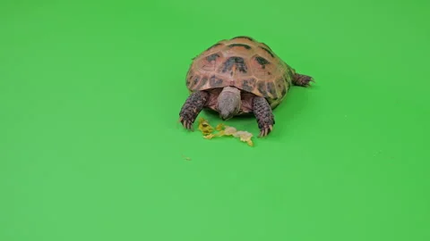 Tortoise Medium Shot on Green Screen Chroma Key G Continuous Sequence Pt3 of 7 Stock Footage 241826317