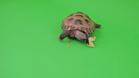 Tortoise Medium Shot on Green Screen Chroma Key G Continuous Sequence Pt4 of 7 Stock Footage 241826790