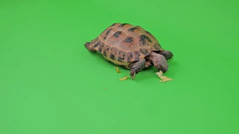 Tortoise Medium Shot on Green Screen Chroma Key G Continuous Sequence Pt5 of 7 Stock Footage 241829662