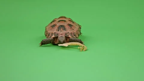 Tortoise Medium Shot on Green Screen Chroma Key H Continuous Sequence Pt1 of 10 Stock Footage 241835138