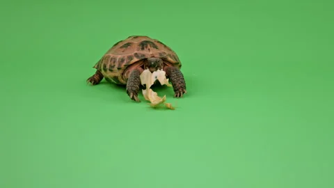 Tortoise Medium Shot on Green Screen Chroma Key H Continuous Sequence Pt3 of 10 Stock Footage 241839075