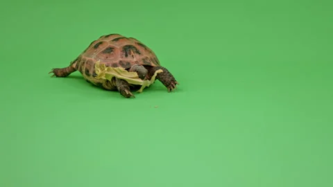Tortoise Medium Shot on Green Screen Chroma Key H Continuous Sequence Pt4 of 10 Stock Footage 241841637