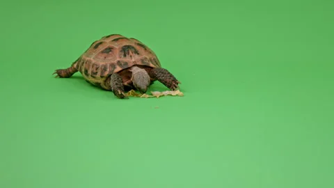Tortoise Medium Shot on Green Screen Chroma Key H Continuous Sequence Pt6 of 10 Stock Footage 241860376