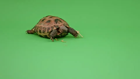 Tortoise Medium Shot on Green Screen Chroma Key H Continuous Sequence Pt7 of 10 Stock Footage 241860812