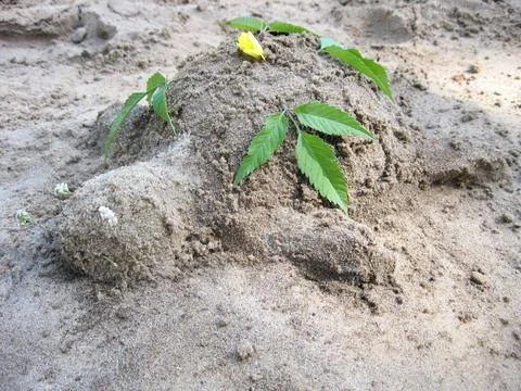 Tortoise molded from sand. A turtle made of sand close up. Stock Photos