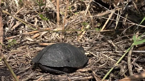 The tortoise is in motion. Stock Footage 76806392
