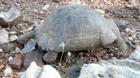 Tortoise on the mountain road Stock Footage 43263210
