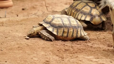 Tortoise Moving and Sniffing a Small Rock on the Ground Stock Footage 345690924