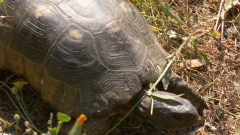 Tortoise is moving in a field of grass and roots on a sunny day, overhead Video stock 129530066