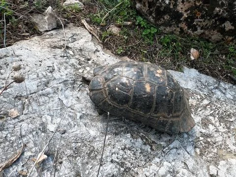Tortoise on Mt Hymettus, Greece Stock Photos