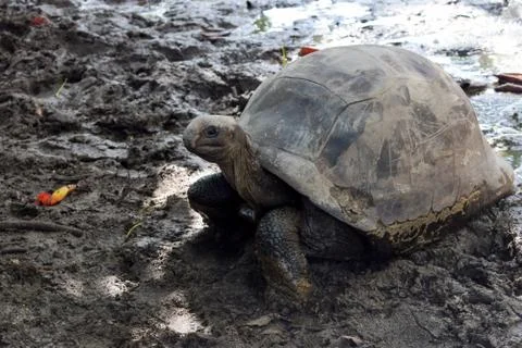 Tortoise in the Mud Stock Photos