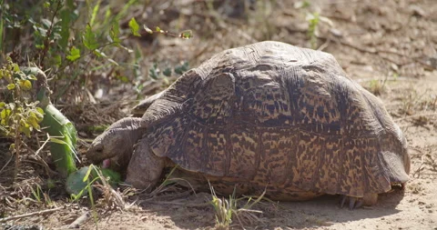 Tortoise munching prickly pear Stock Footage 142004652