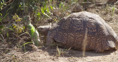 Tortoise munching prickly-pear Stock Footage 142004741
