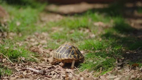 Tortoise in Natural Environment Slow Motion Stock Footage 279998017