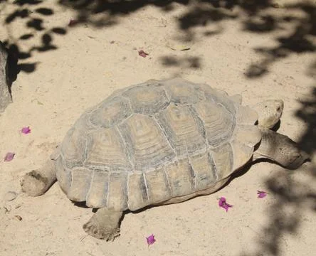 Tortoise in the nature Stock Photos