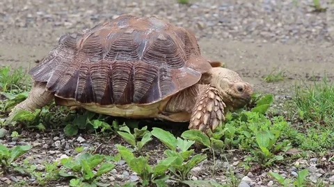 Tortoise need to be faster Stock Footage 81788044
