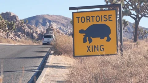 Tortoise or turtle crossing yellow road sign, California USA. Wild animal xing. Stock Footage 170290627