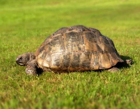TORTOISE OUTDOORS ON GRASS Stock Photos