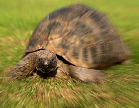 TORTOISE OUTDOORS ON GRASS Stock Photos