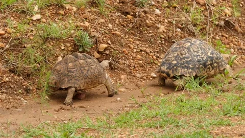 Tortoise pair walking Stock Footage 133096057